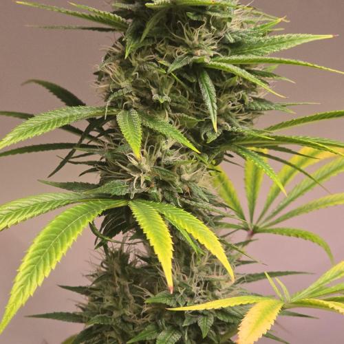 Forbidden Mochi. Week 13