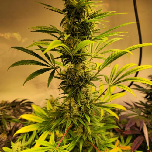 Forbidden Mochi. Week 13