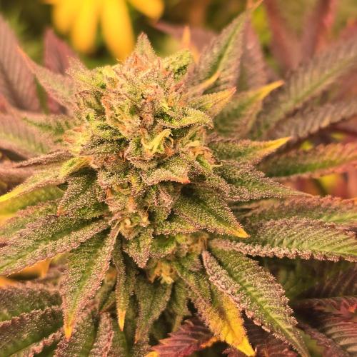 Citrus Slurp. Week 13