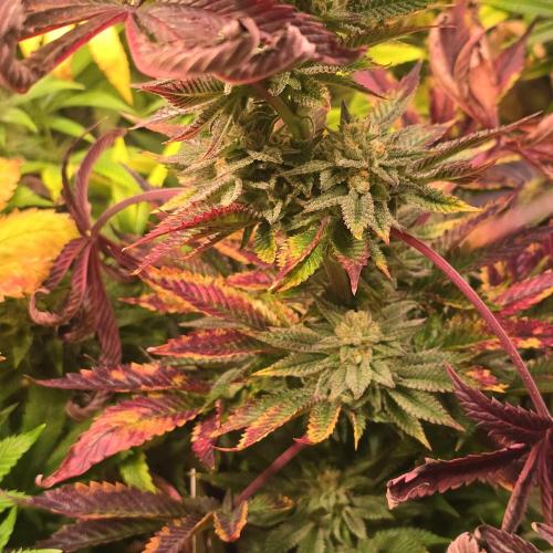 Citrus Slurp. Week 13