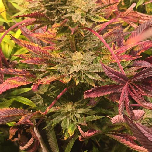 Citrus Slurp. Week 13