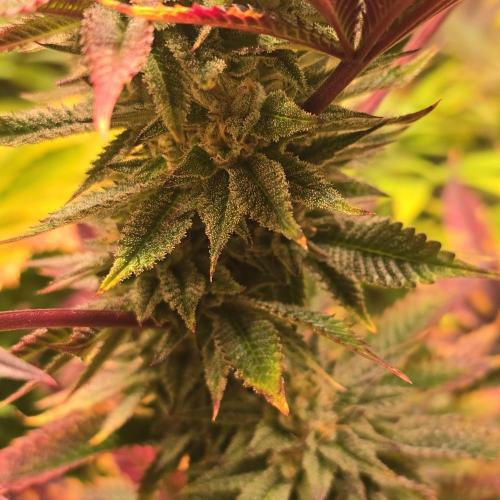 Citrus Slurp. Week 13