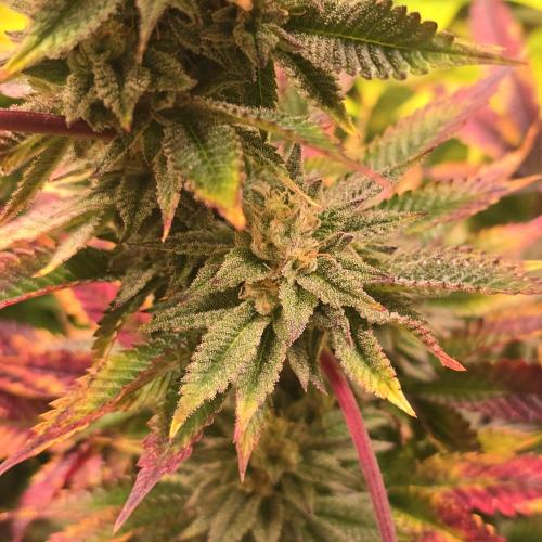 Citrus Slurp. Week 13