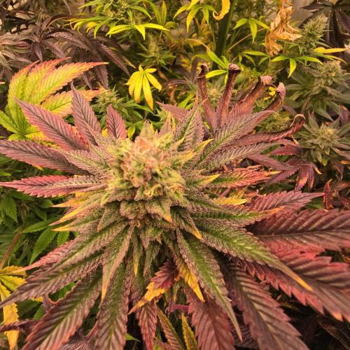 Citrus Slurp. Week 13