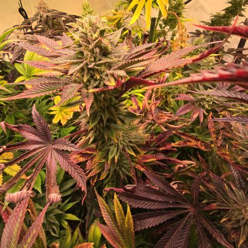 Citrus Slurp. Week 13