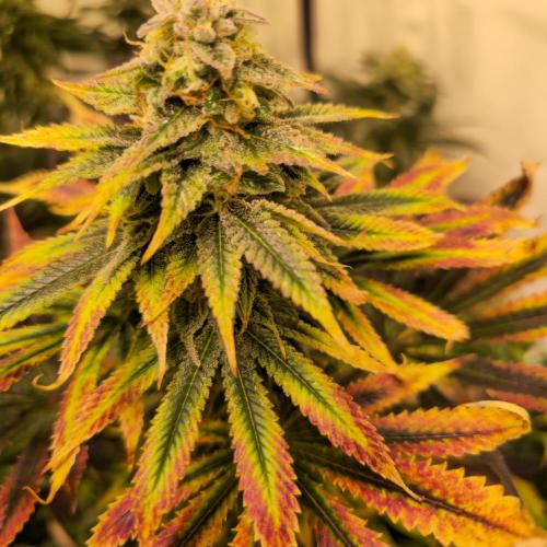 Banana Fumes. Week 13