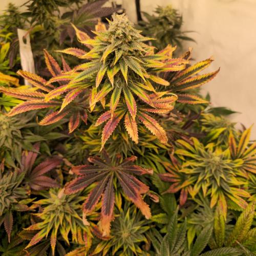 Banana Fumes. Week 13