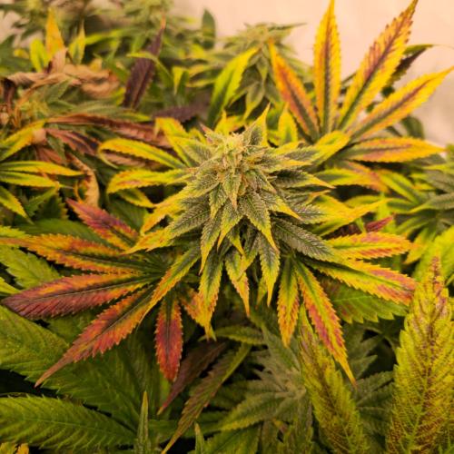 Banana Fumes. Week 13