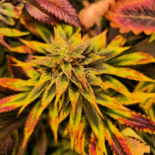 Banana Fumes. Week 13