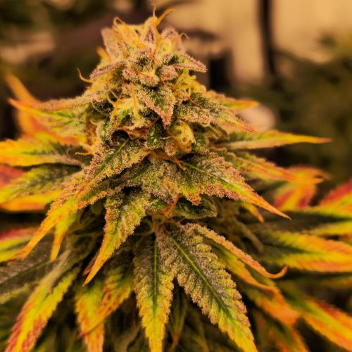 Banana Fumes. Week 13