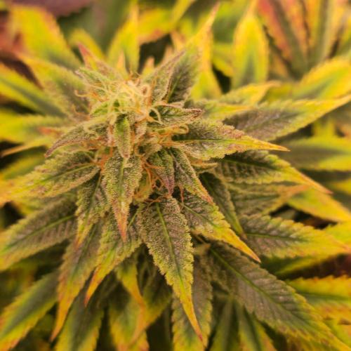 Banana Fumes. Week 13