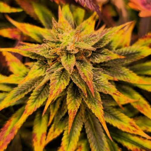 Banana Fumes. Week 13