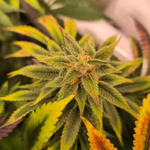 Banana Fumes. Week 13