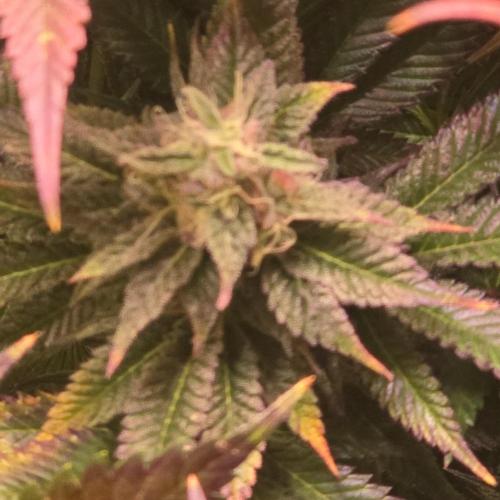 Sour number2. Week 13