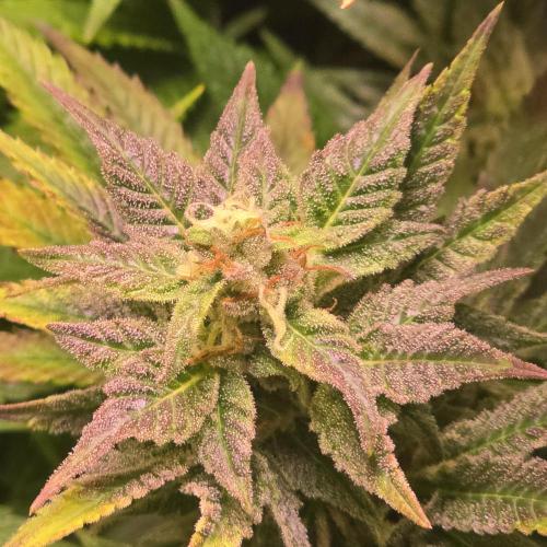 Sour number2. Week 13