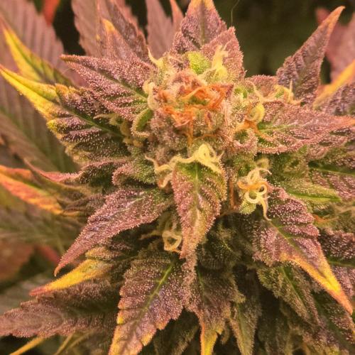 Sour number2. Week 13