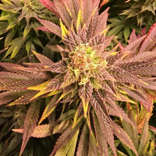 Sour number2. Week 13