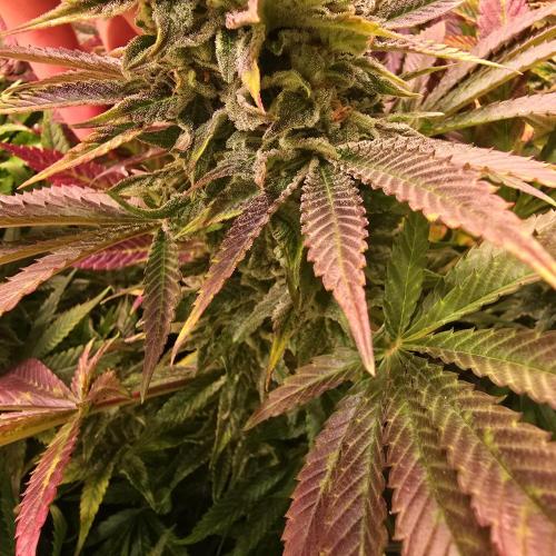 Sour number2. Week 13