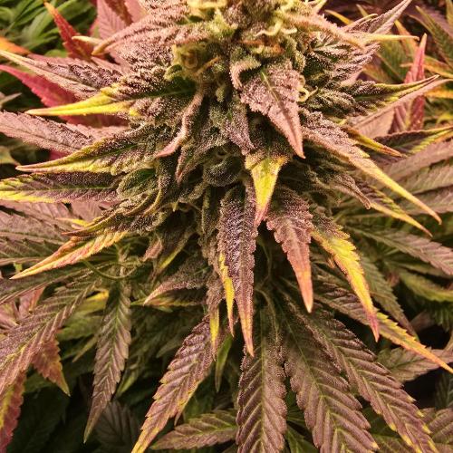 Sour number2. Week 13