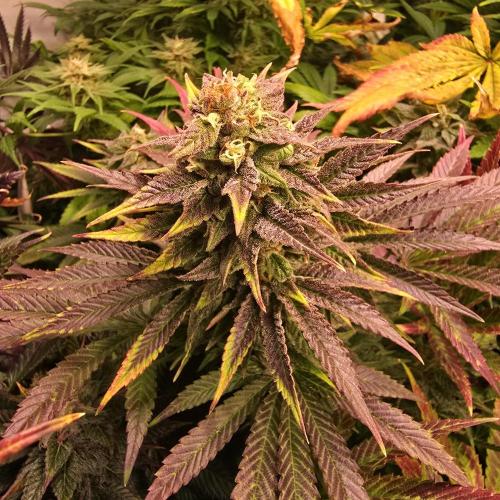 Sour number2. Week 13