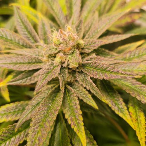 Apollo Black Cherry. Week 13