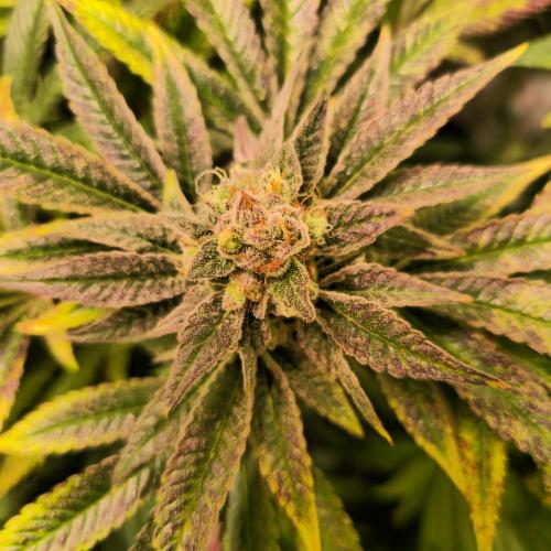 Apollo Black Cherry. Week 13