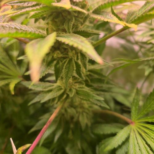 Apollo Black Cherry. Week 13