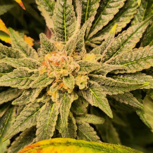 Apollo Black Cherry. Week 13