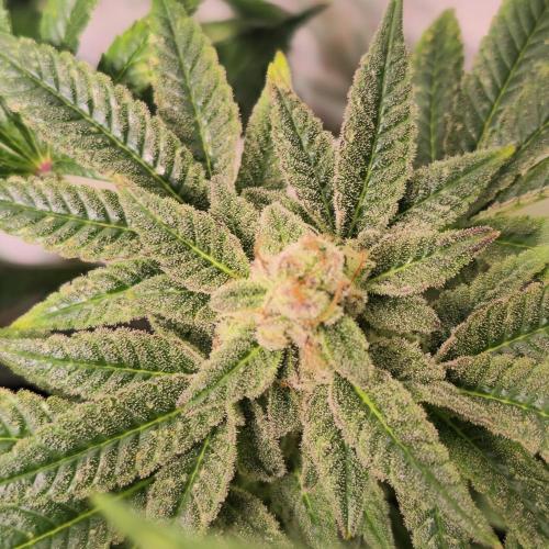 Apollo Black Cherry. Week 13