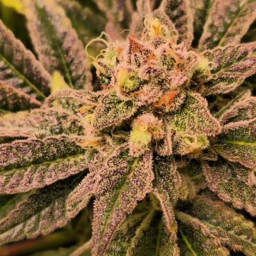 Apollo Black Cherry. Week 13