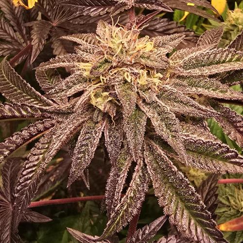 LH2P perfect Tree. Week 13