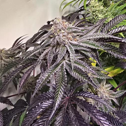 LH2P perfect Tree. Week 13