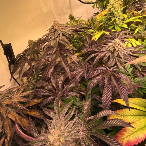 LH2P perfect Tree. Week 13