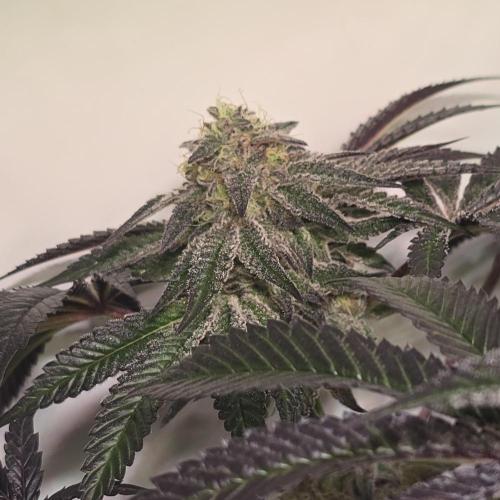 LH2P perfect Tree. Week 13