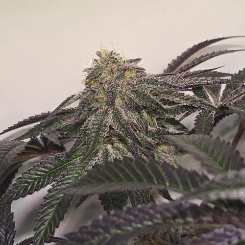 LH2P perfect Tree. Week 13