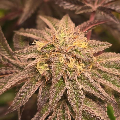 LH2P perfect Tree. Week 13