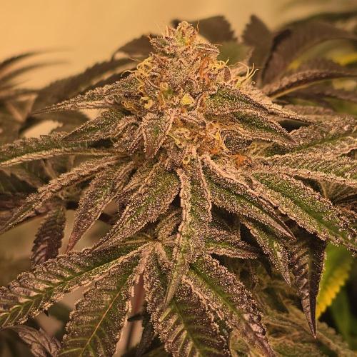 LH2P perfect Tree. Week 13