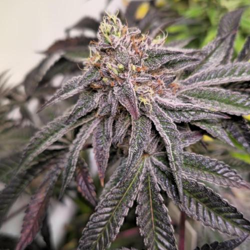 LH2P perfect Tree. Week 14