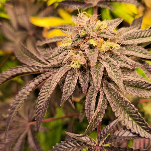 LH2P perfect Tree. Week 14