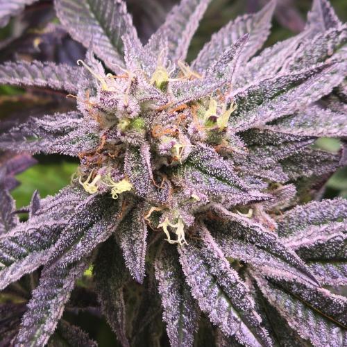 LH2P perfect Tree. Week 14