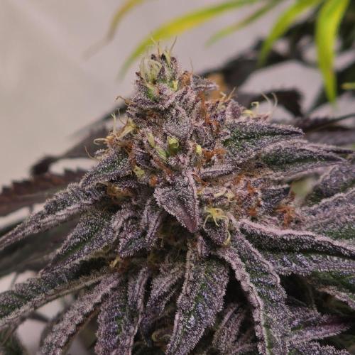 LH2P perfect Tree. Week 14