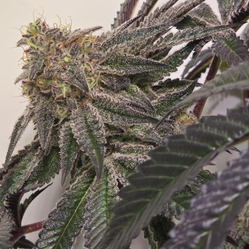 LH2P perfect Tree. Week 14