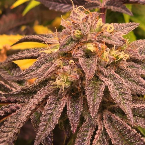 LH2P perfect Tree. Week 14