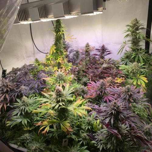 Apollo Black Cherry. Week 14