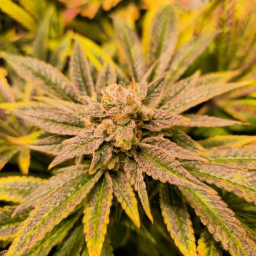 Apollo Black Cherry. Week 14