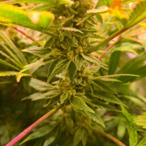 Apollo Black Cherry. Week 14