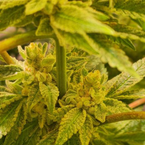 Apollo Black Cherry. Week 14