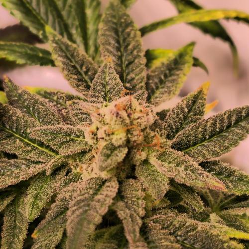 Apollo Black Cherry. Week 14