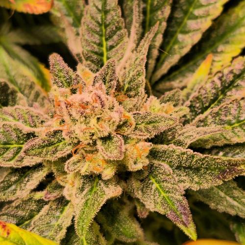 Apollo Black Cherry. Week 14