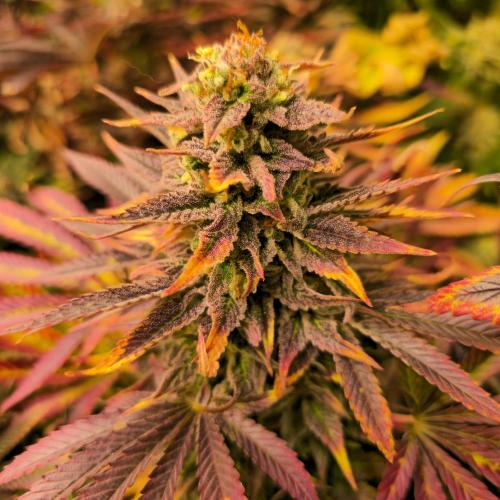 Sour number2. Week 14